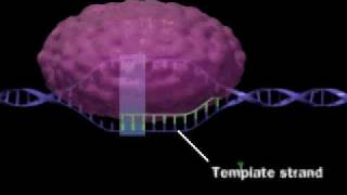 RNA Synthesis [upl. by Ocirnor]