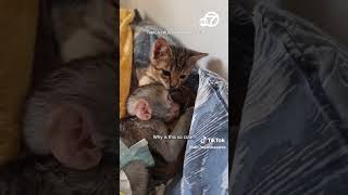 Orphaned baby monkey and rescue kitten become inseparable [upl. by Richie]