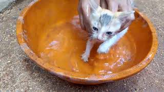 kitten just dont want to bathe  first bath for kitten [upl. by Teiluj]