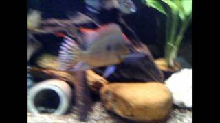 Geophagus sp quotTapajos Red Topquot [upl. by Ahseei]