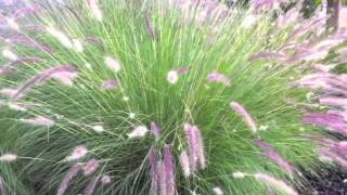 Pennisetum setaceum  Fountain Grass [upl. by Milah]