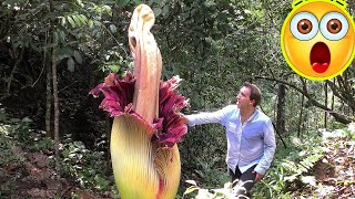 10 Carnivorous Plants Eat Everything From Insects to Mammals [upl. by Welbie]