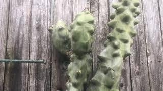 I Took A Massive Cactus Cutting  Cloning Pachycereus Schottii f Monstrosus  Totem Pole Cactus [upl. by Tnirb]