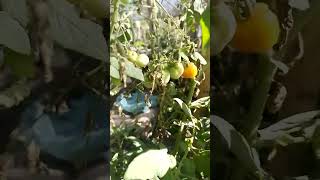 st tomato agrosp garden agroetop nature agroficanha farming agrotop gardening [upl. by Aicaca739]