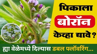 बोरॉन चे फायदे  How to use boron  बोरॉन चा वापर केव्हा करावा  बोरॉन boron [upl. by Haeluj]