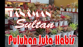 Koleksi Tanaman Sampai Puluhan Juta Demi Hobby  Tiara Garden Cassablanca Situbondo [upl. by Khorma972]