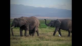 Kenyan Safari Lodges are top notch [upl. by Larcher754]