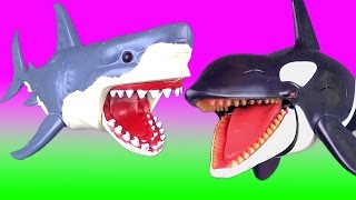 Learn Sea Animals Sharks Whales Orca Fish Jaws  Kids Educational Toys [upl. by Otreblada]