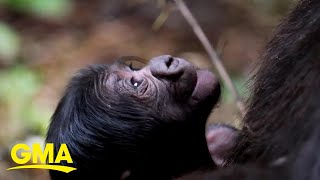 Meet the first baby gorilla born at this US zoo l GMA [upl. by Ylrbmik750]