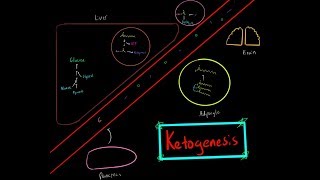 Ketogensis and Ketoacid Biosynthesis EVERYTHING YOU NEED TO KNOW BIOCHEMISTRY MCAT [upl. by Colp235]