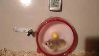 Hamster wheel of death l [upl. by Kathye]