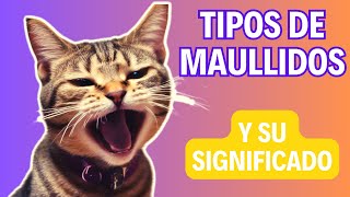 8 sonidos que emiten los gatos y su significado  ¿Que te quiere decir tu gato 🐱 [upl. by Aryk560]