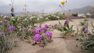 AnzaBorrego superbloom of 2024 [upl. by Gawen784]