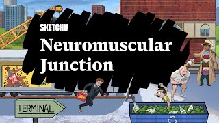 Neuromuscular Junction Full Lesson  Sketchy Medical  USMLE Step 1 [upl. by Niotna]