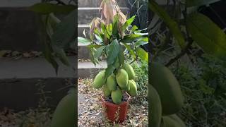 New technique of growing mango plant mangografting mango farming viral shorts [upl. by Basset]