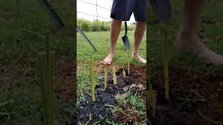 how to plant vetiver grass [upl. by Atinihc]