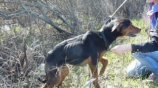 Rescue Of Starving Injured Dog Who Jumped Into My Arms [upl. by Hamforrd]