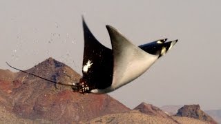 Manta Rays Jumping [upl. by Pence936]