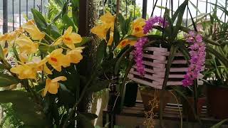 Beautiful Dendrobium Moschatum and Aerides multiflora orchid bloom in my garden garden [upl. by Kyd]