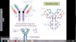 Immunoglobulins [upl. by Adeuga]