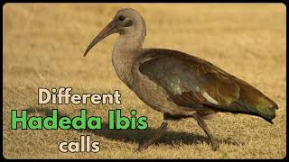 Different HADEDA IBIS calls [upl. by Charissa]