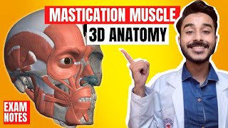 Mastication Muscles Anatomy 3D  Muscle of mastication anatomy  muscles of mastication origin [upl. by Adnohsel]