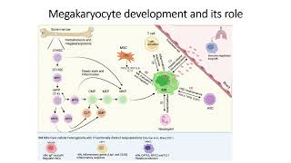 Megakaryocyte development and its role Code 506 [upl. by Taam]