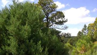 Song for the Trees  Music for the Native American Flute [upl. by Girvin]