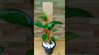 The idea of planting two varieties of Pothos in one planter shorts gardening pothos moneyplant [upl. by Naejarual579]