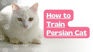 How to train Persian cat  10 method to train Persian cat  5 Ways to Care for Persian Cats [upl. by Meadows156]