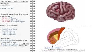 ANATOMIE FMPM CERVEAU [upl. by Laurene]