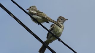 YellowBellied Elaenia Elaenia flavogaster flavogaster pair French Guiana [upl. by Candi]