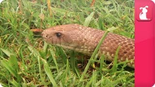 Bindi amp Robert Irwin feature  King Brown Snake Tom  Growing Up Wild [upl. by Cohlier325]