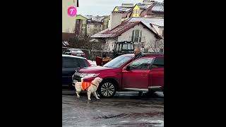 Guide dog bravely halts traffic for owner shorts [upl. by Enined609]