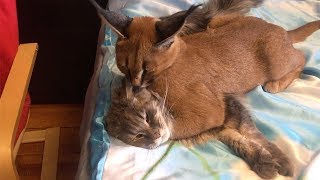 Family Live With Wild Caracal Cat [upl. by Goldstein878]