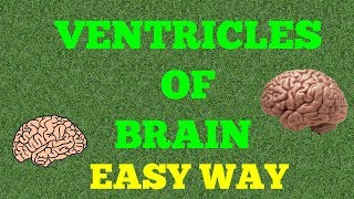 VENTRICLES OF BRAIN EASY WAY [upl. by Whitson433]