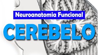 Medula espinhal e principais vias aferentes e eferentes [upl. by Eceerehs]