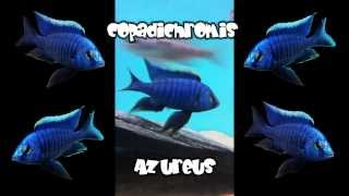 Malawi Cichlids Copadichromis Azureus von Julian [upl. by Am]