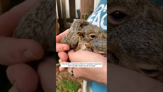 This family rescued a litter of newborn squirrels and adopted them animalshorts [upl. by Yorick]