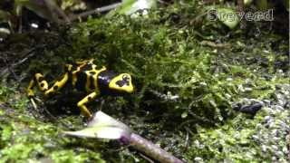 Leucomelas Poison Dart Frogs eating in SLOW MOTION in HD [upl. by Lacie]