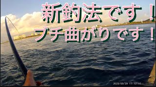 【浜名湖】海釣り公園 新釣法 お手軽 簡単 釣れる 楽 おもしろい 爆釣 ぶち曲がり浜名湖 浜名湖釣り new fishing 簡単 easy 釣れる 面白い funny 爆笑 [upl. by Etnuahc964]