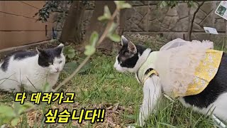 별이 막둥이 행님아가 있는 곳으로 가는 길 [upl. by Aimee854]