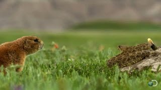 Brave Prairie Dog Confronts Snake  North America [upl. by Poulter402]