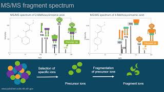 Mass spectra  Episode 2 of Introduction to LCMS series [upl. by Ailec3]