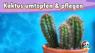 Zimmerpflanzen Kaktus 🌵 Kaktus umtopfen amp pflegen Kakteen pflegen [upl. by Starlene301]