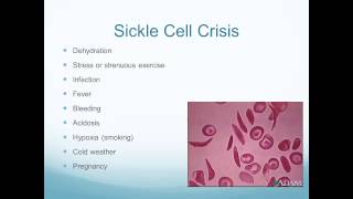 Pathology of Blood Disorders [upl. by Vasiliki]