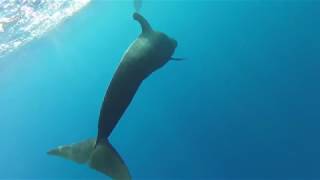 Pilot Whales in South Tenerife [upl. by Yedok]