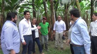 Hacienda Celia María exportadora de banano orgánico [upl. by Nodnas]