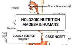 Holozoic Nutrition  Amoeba amp Human Being  Chapter 6  Class 10  Science  CBSE  NCERT [upl. by Alodi]