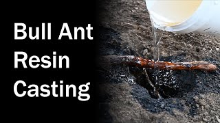 Resin Casting of Giant Brown Bull Ant Nest  Brooloo 20180901  First Attempt [upl. by Klinger]